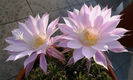 echinopsis-multiplex