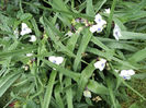 Andersonia snow cap