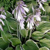 3640-hosta-francee-bohyska-funkie