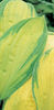 5585-hosta-gold-standard-bohyska
