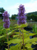 6505-agastache-foeniculum-golden-jubilee