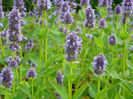 6531-agastache-mexicana-blue-fortune-agastache