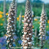 foxglove_cafe_creme_3