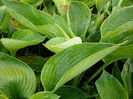 6834-hosta-abiqua-dirking-gourd-bohyska-2
