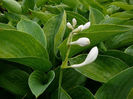 6841-hosta-blue-angel-bohyska-1