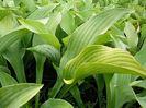 6846-hosta-nigrescens-krossa-regal-bohyska-2