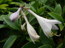 6896-hosta-tardiana-halcyon-bohyska-1