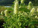 7437-agastache-rugosa-alabaster-1