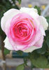 7921-rosa-biedermeier-garden-ruze-1