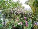 Aster_carolinianus_03[1]_thumb[1]