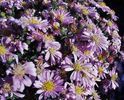 ASTER_novi_belgii_Patricia_Ballard[1]