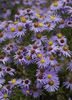 ASTER_novi_belgii_Professor_Kippenburg[1]