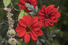 Bishop-of-Llandaff-Dahlia-2
