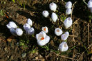 crocus-species2