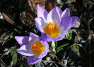 crocus-species3