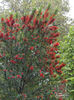 embothrium_lanceolatum_norquinco_1661~3a