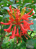 Embothrium_Norquinco