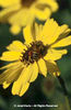 Encelia%20californica