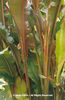 Ensete%20ventricosum