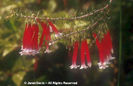 Epacris%20longifolora