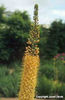 Eremurus%20