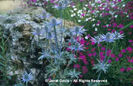 Eryngium%20