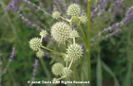 Eryngium%20yuccifolium