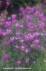 Erysimum%20