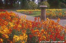 Erysimum%20cheirii