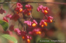 Euonymus%20europaeus