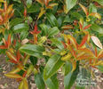 euonymus_lucidus_1829~1