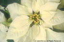 Euphorbia%20pulcherrima%20