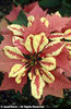 Euphorbia%20pulcherrima%20