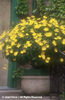 Euryops%20pectinatus