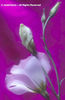 Eustoma%20grandiflorum