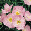 evening_primrose_pink_3