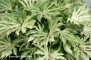 Fatsia%20japonica%20