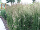 Feather_Reed_Grass,_Calamagrostis_x_acutiflora_