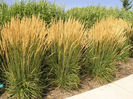 Feather_Reed_Grass-Karl_Foerster,_Calamagrostis_x_acutiflora_