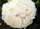 Festiva_Maxima_Peony,_Paeonia_lactiflora_