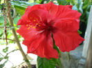 Floare_trandafir_japonez_-_macro_2
