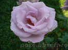 Floare_trandafir_mov
