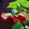 Flori-Abutilon-Nabob