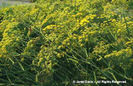 Foeniculum%20vulgare%20var_%20dulce