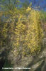 Forsythia%20suspensa