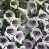 foxglove_camelot_lavender_3