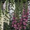 foxglove_camelot_mix_3
