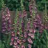foxglove_camelot_rose_3