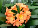 Clivia miniata - crin rosu