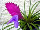 tillandsia - tilandsia